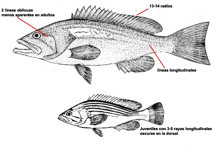 Epinephelus costae _01.jpg